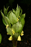 Scopolia carniolica var. brevifolia RCP3-10 097.jpg